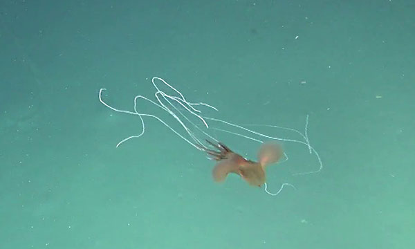 Csiro Voyages Film Bigfin Squid In Australian Waters For First Time - Csiro