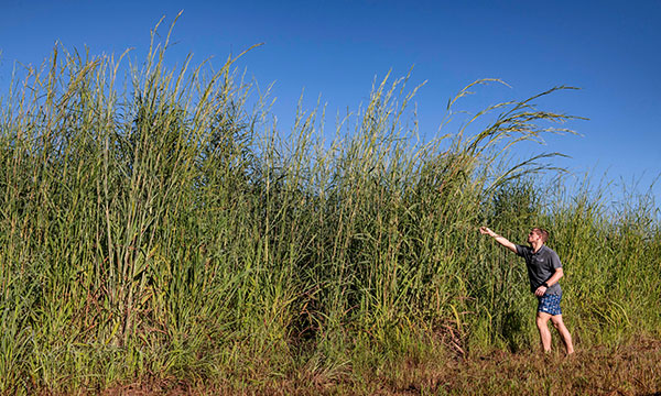 Machine learning helps to map invasive gamba grass from space - CSIRO