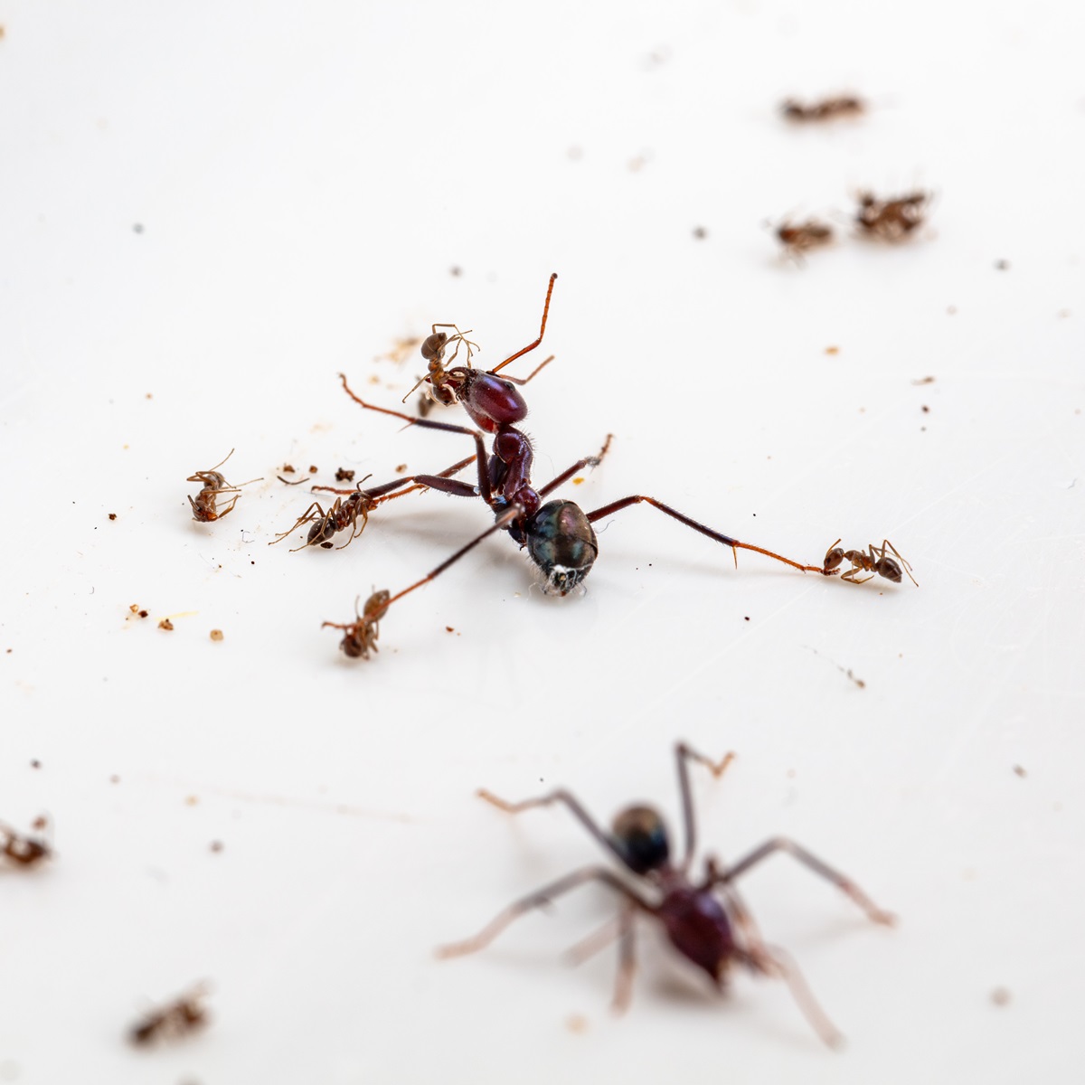 Ant wars: How native species can win the battle over invasive pests - CSIRO