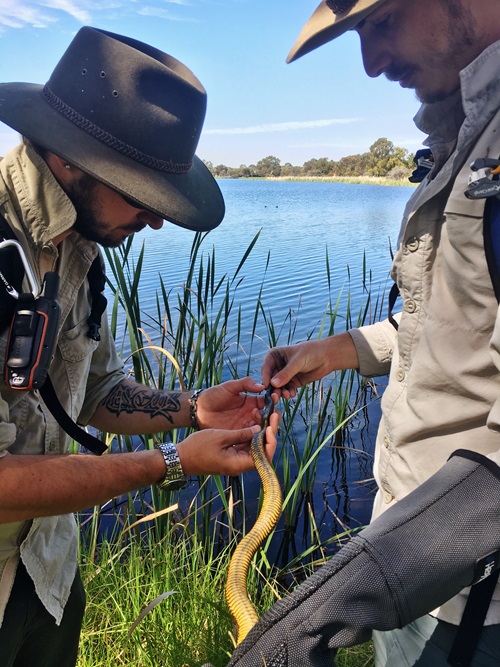 Dr Damian Lettoof and Senior Zoologist from Curtin University Jari Cornelis inspecting a tiger snake at Herdsman Lake for ventral (belly) scales, a unique pattern given to each snake.