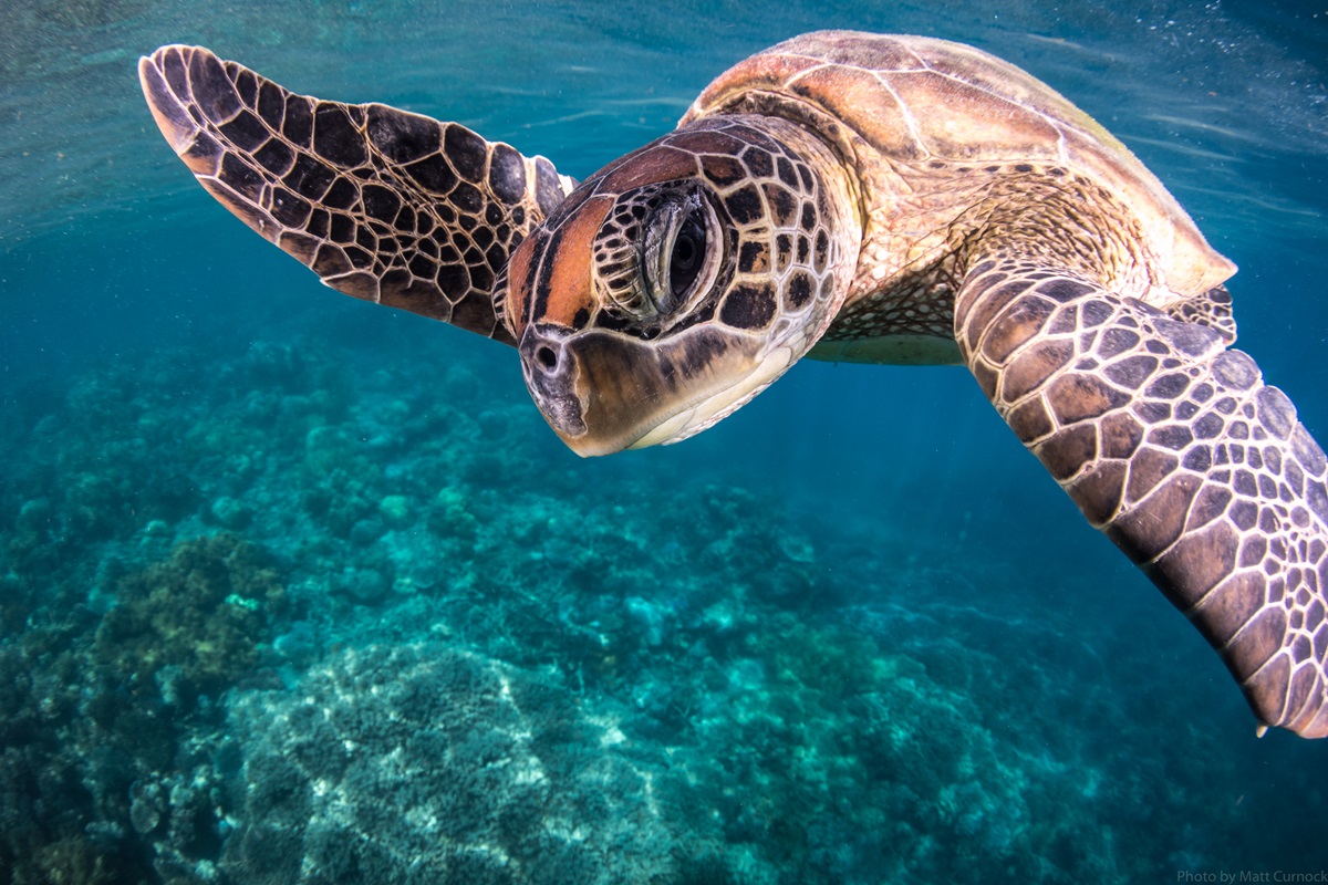 Dive into the Reef summer snapshot 2022-23 - CSIRO