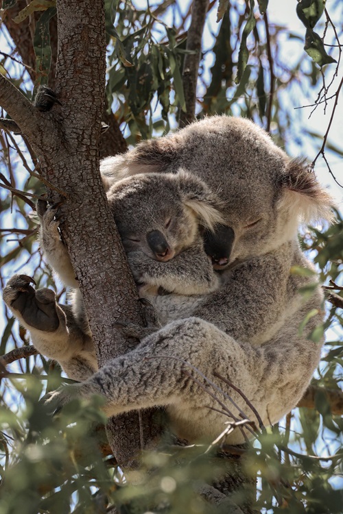 A mother koala and joey around the Mackay/Nebo region, Queensland.  