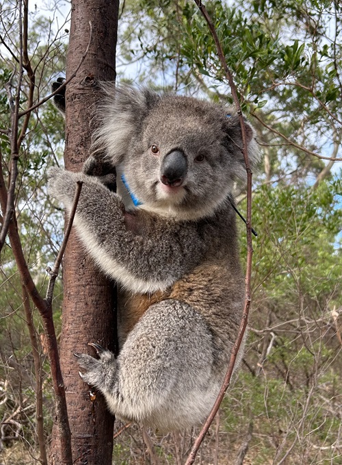 Understanding koala numbers and their distribution across Australia is important for recovery and management efforts.