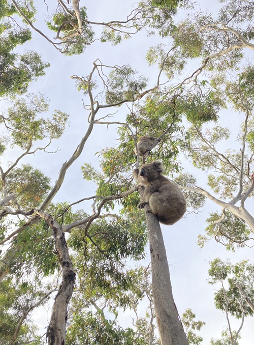  The National Koala Monitoring Program estimates the national koala population to be between 224,000 and 524,000. The next estimate is due in March 2025. 