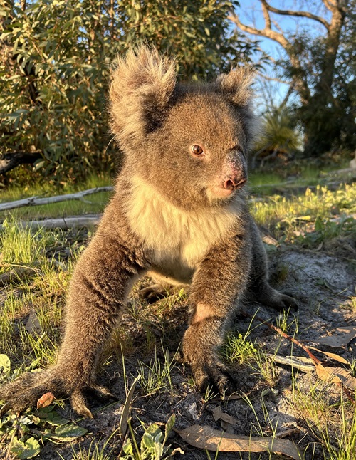 Koalas in South Australia are found in bigger numbers. Southern Koalas have a bigger body size and denser fur compared to Northern Koalas.  