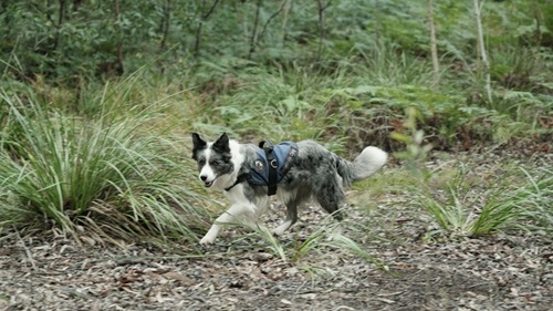 Detection dogs are one of the methods used to count koalas in the field.