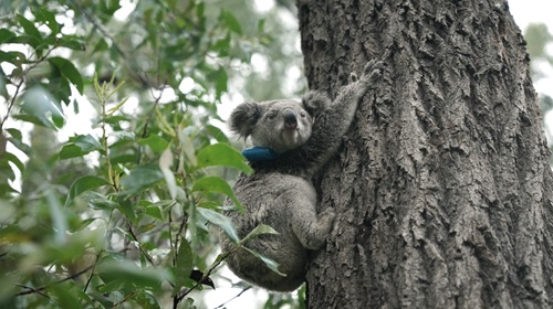 Koalas are endangered in NSW, ACT and QLD. There are concerns about local koala populations in SA and VIC.