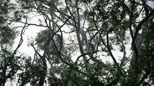 Koalas can be very difficult to spot from the ground, so a range of methods is used to count them.