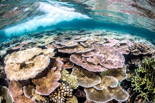 A bleached reef offshore from Townsville in 2022.