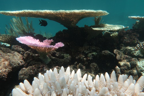 Bleached corals.