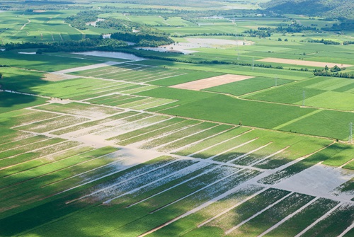 Flooded sugarcane fields in the Mulgrave-Russell basin North Queensland.