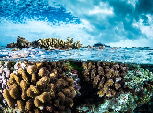 Good water quality is critical for healthy and resilient ecosystems and supports recovery from disturbances. Pictured is a healthy ‘Ribbon Reef number 10’ near Lizard island in 2023. 