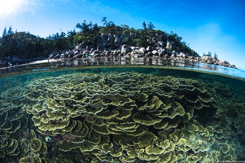 Inshore coral reef at Yunbenun Magnetic Island.