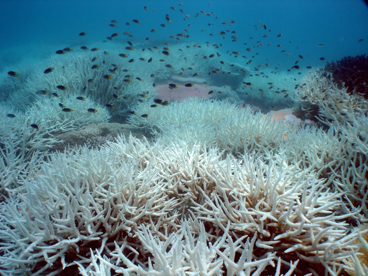 Warmer ocean. Bleaching Reef. Корал Томсон. Коралл олени. Coastal ecosystems.