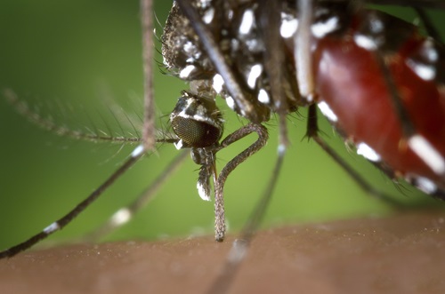 The Asian tiger mosquito (Aedes albopictus) is the most invasive mosquito species in the world.