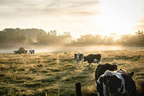 Methane emissions are rising at an accelerating rate, with agriculture contributing 40 per cent of global anthropogenic emissions. 