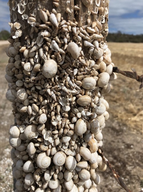 Close up of invasive snail species, Theba pisana and Cochlicella acuta, in the field. During summer they climb fence posts and go into a form of hibernation to wait out the heat.