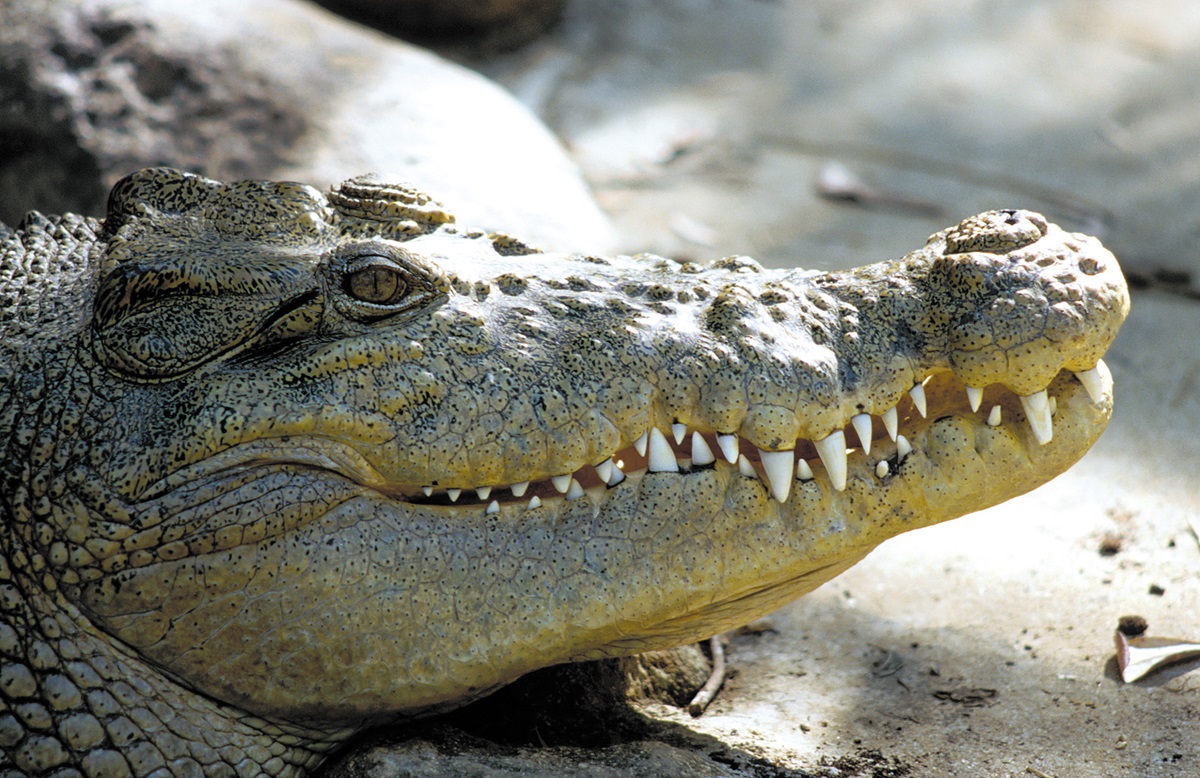 Crocodile Genetics Study To Inform Management | The National Tribune