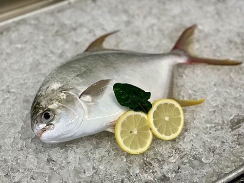 The Pompano is a new white-flesh fish variety being developed for Australian menus.