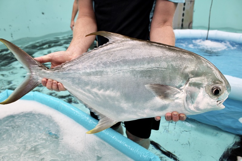 The Pompano is suitable for Australian aquaculture