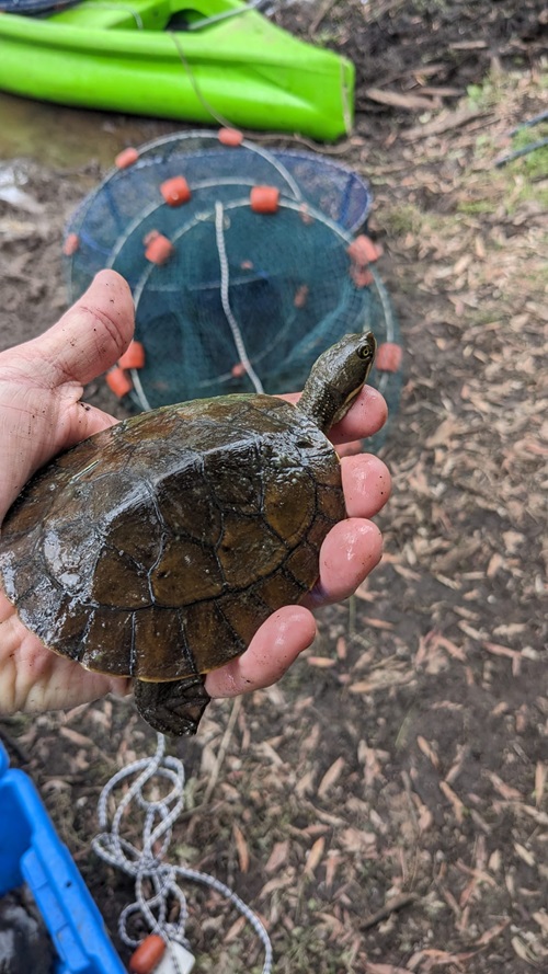 Biochemical changes to adult turtles and their hatchlings were discovered.