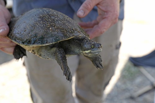 The study is one of the first of its kind to investigate how exposure to per- and poly-fluoroalkyl substances (PFAS) impact Australian wildlife.