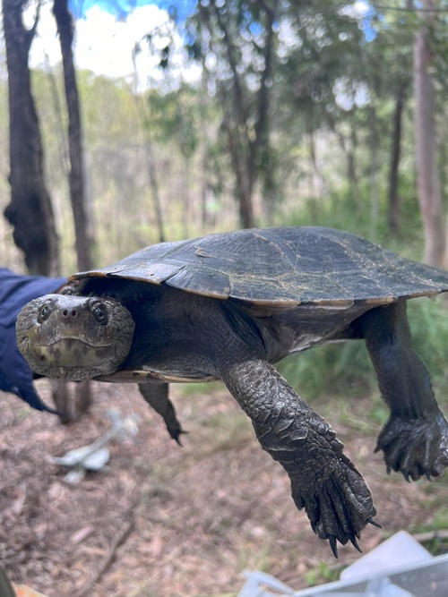 PFAS concentrations were detected up to 30 times higher in the blood and organs of turtles from the highly contaminated area, compared to control sites.