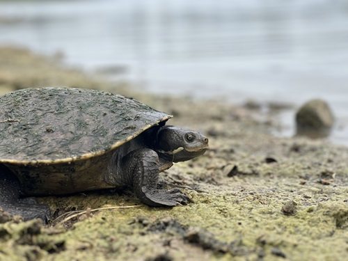 Population decline was also observed in the freshwater turtle populations.