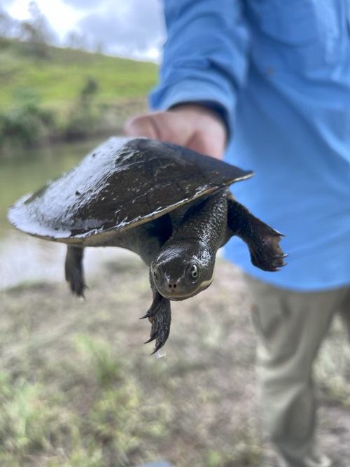 The joint study was conducted by CSIRO and the Queensland Department of the Environment, Tourism, Science and Innovation (DETSI). 