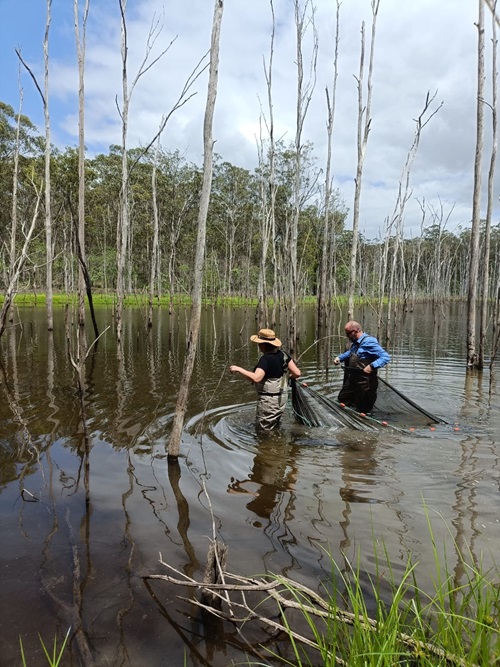 Researchers captured, measured, tagged, and released around 350 freshwater turtles, as part of their three-year investigation.  