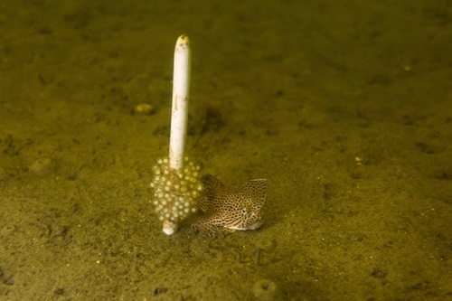 CSIRO's multi-pronged approach to conserving the Spotted Handfish includes a captive breeding program.