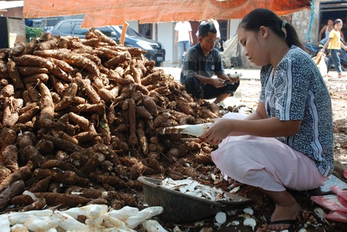 Since their venture began, Greenhope has successfully replaced 12 billion pieces of conventional plastic into biodegradable plastic and improved the welfare of 179 Indonesia cassava farmers. 