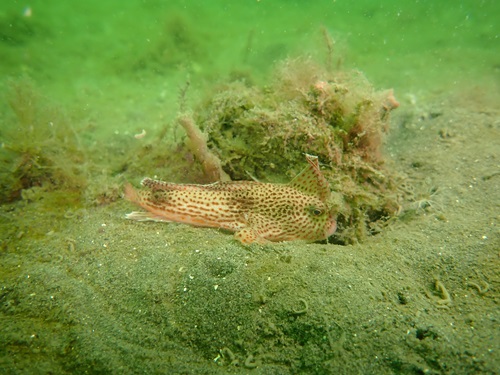 CSIRO scientists have been monitoring the Spotted Handfish since 1997.