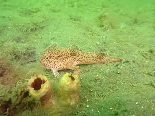 Scientists estimate fewer than 2,000 Spotted Handfish individuals remain in the wild. 