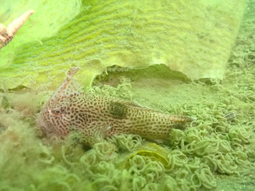 CSIRO scientists have seized a rare opportunity to sequence the first ever full genome of the Spotted Handfish.