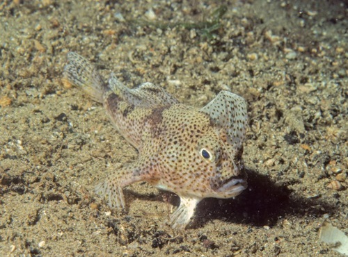 Historic fishing practices, coastal development, climate change and the arrival of invasive species led to the species' decline.