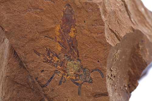 This 'extremely well-preserved' fossil details a new species of now-extinct sawfly. 