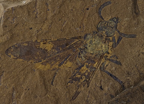 The fossil was found in 2018 at a site called McGraths Flats, in central NSW, and has since yielded many other detailed fossils.   