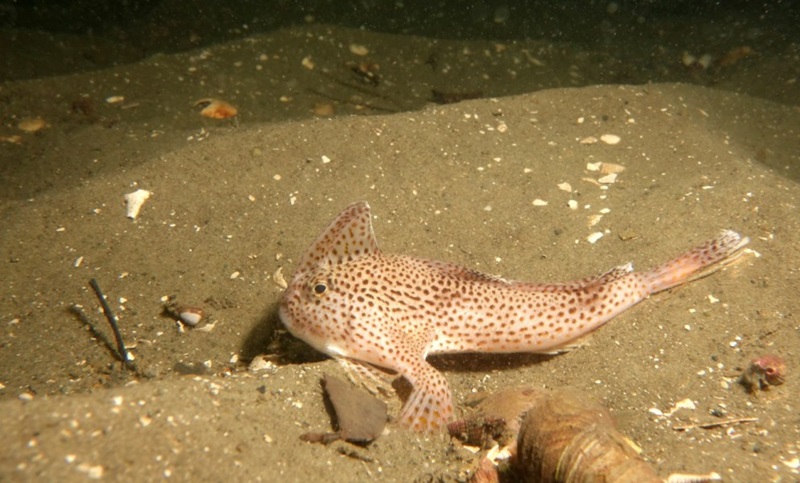 Spotted Handfish are critically endangered and endemic to Tasmania.  