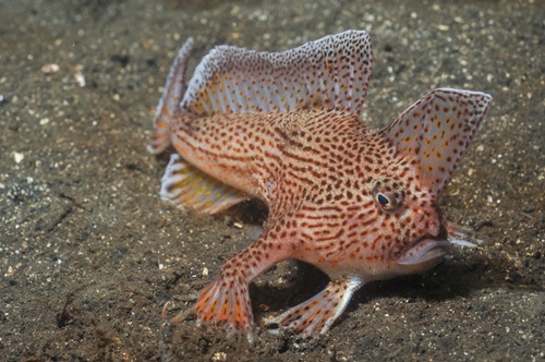 The Spotted Handfish - a fish as beloved as it is bizarre - scuttles along the sands on hand-like pectoral fins. 