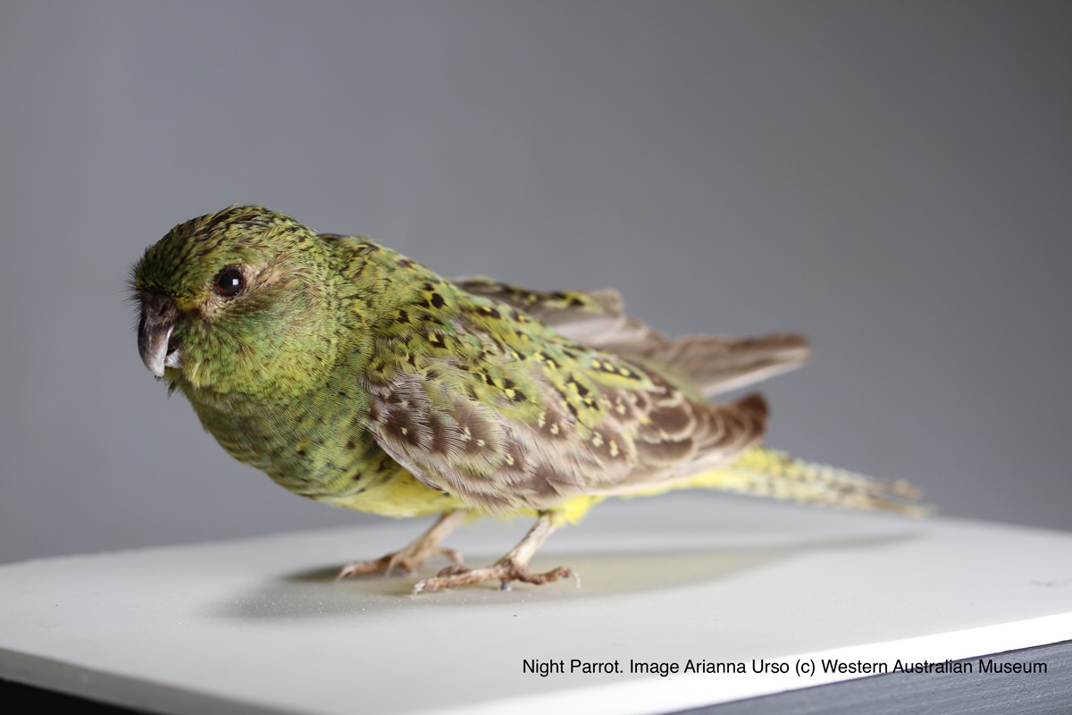 First genome for critically endangered Night Parrot - CSIRO