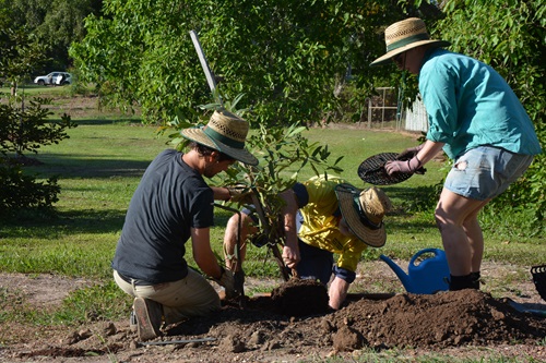 City of Darwin planting day. Darwin Living Lab is working with City of Darwin to support their Greening Strategy. 