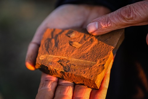 15-million-year-old fossilised freshwater fish. Stomach contents of fish showing that that it fed predominantly on phantom midge. Image