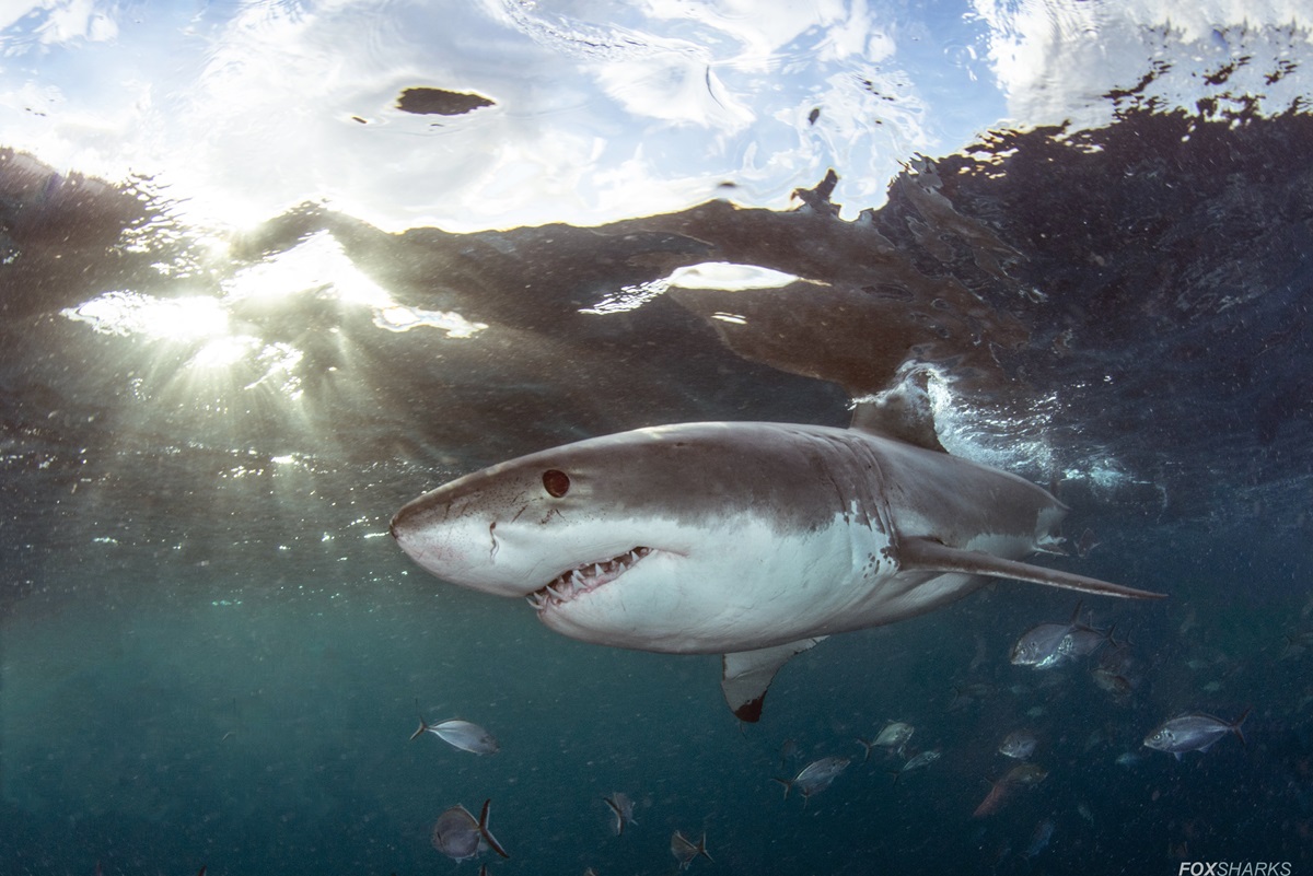 Australia's east coast home to 5,500 great white sharks