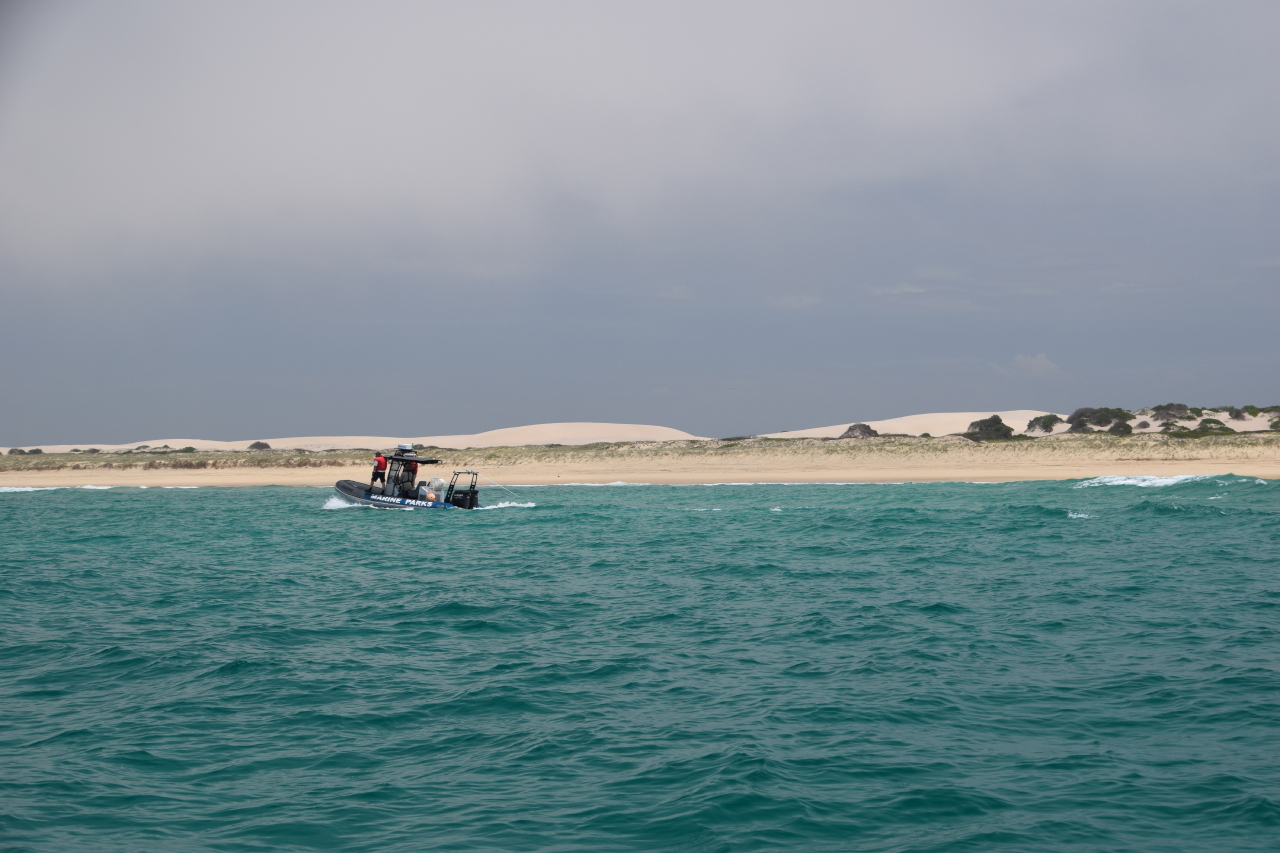 Researchers  in a boat search for juvenile white sharks off the coast of Port Stephens, NSW 