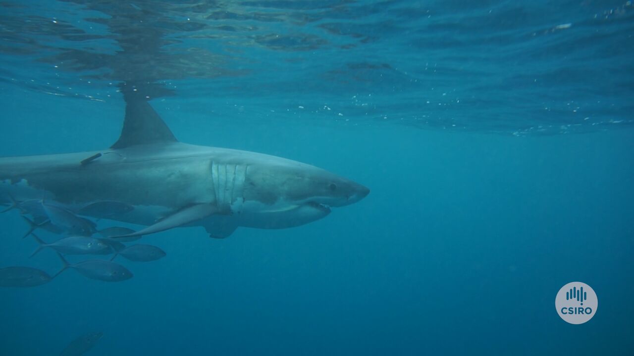 Adult white shark swimming in ocean with tracking tag
