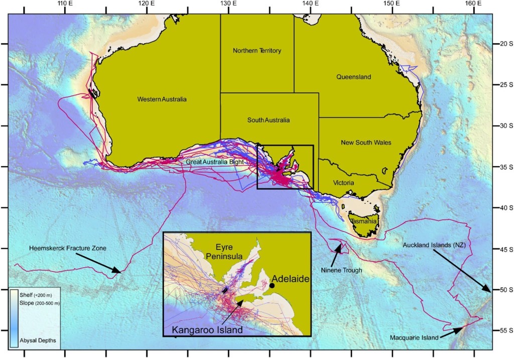 great white shark travel distance