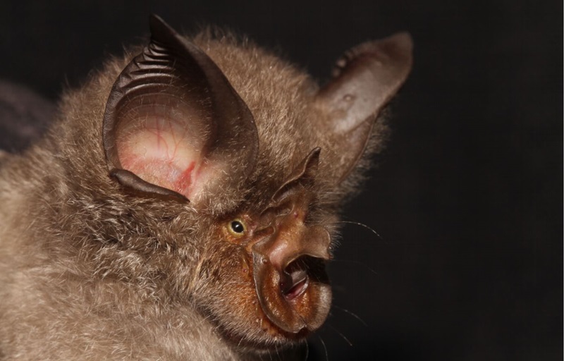 A horshoe bat.