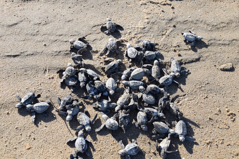 Large collection of baby turtles on some sand scrambling to get to the sea.