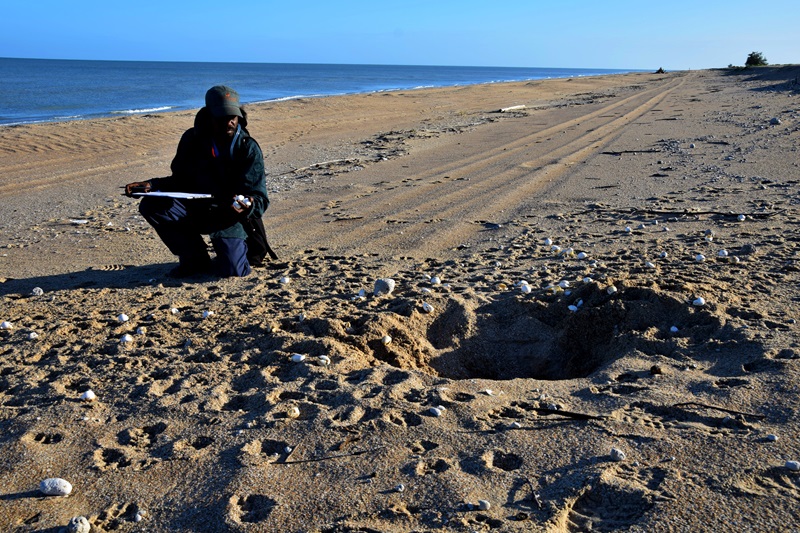 Picture of a ranger noting information on a clipboard next to a damaged turtle nest.